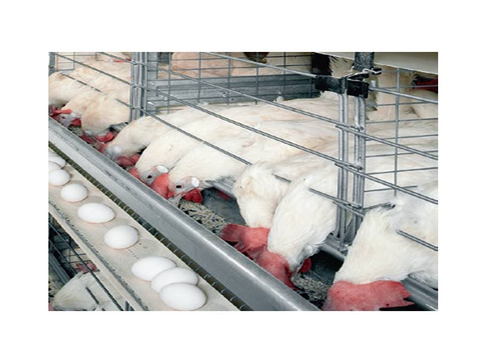 Image of Excellent Poultry Farms